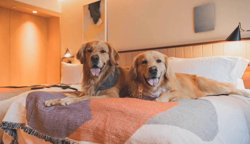 Pet friendly hotels