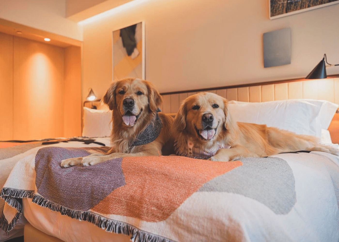 Pet friendly hotels
